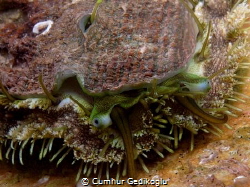 Haliotis tuberculata lamellosa
SEEOHR by Cumhur Gedikoglu 